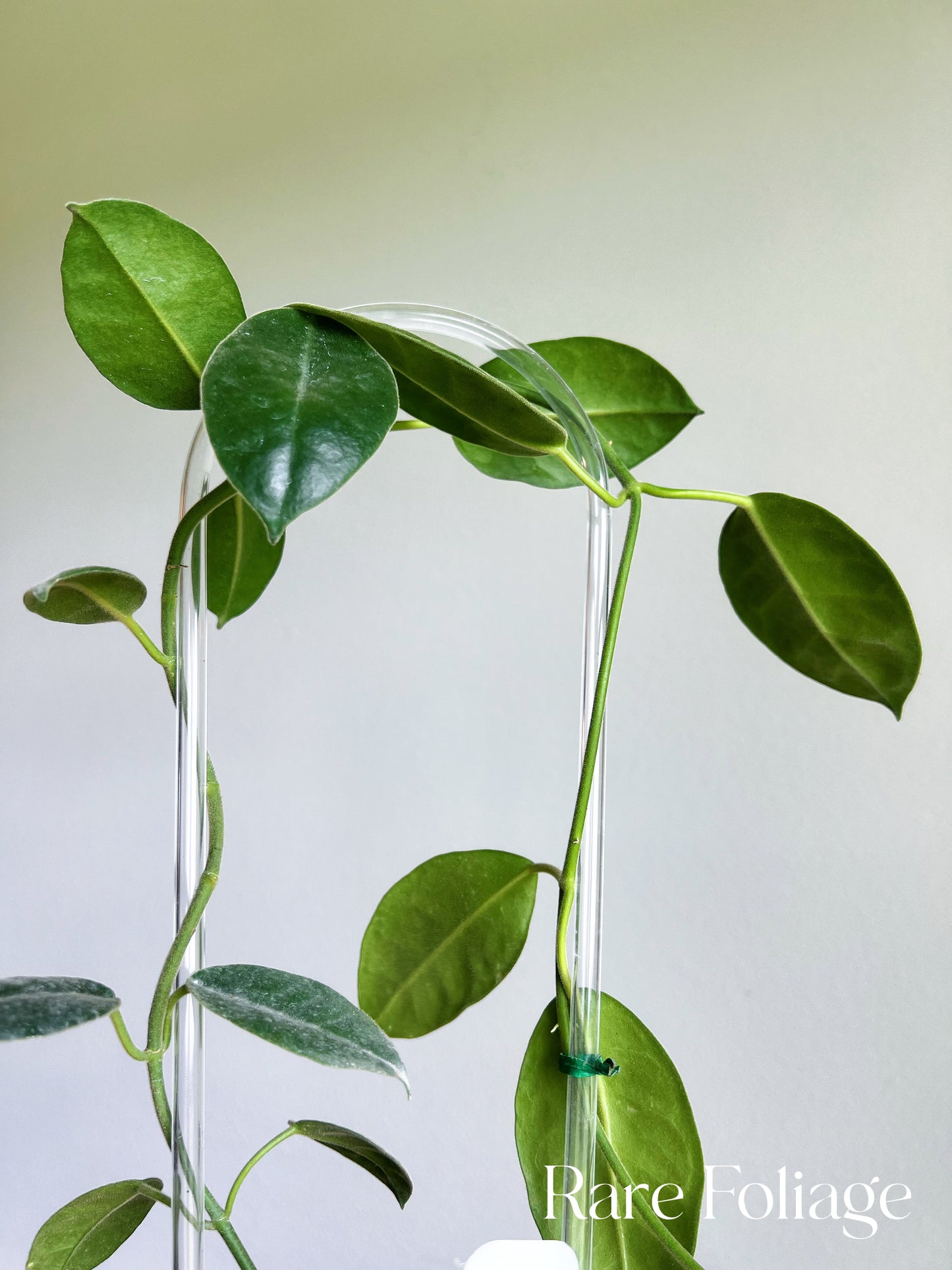 Hoya Lauterbachii Trellis 4"