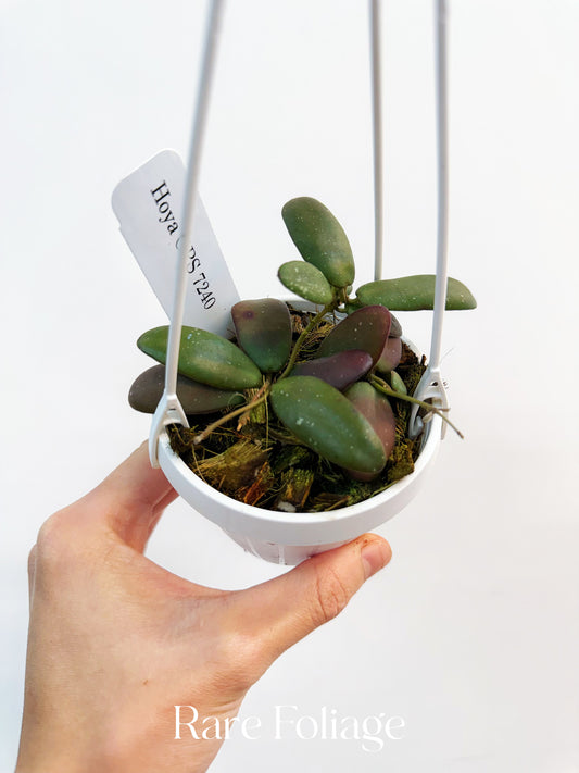 Hoya Sp. GPS-7240 3"