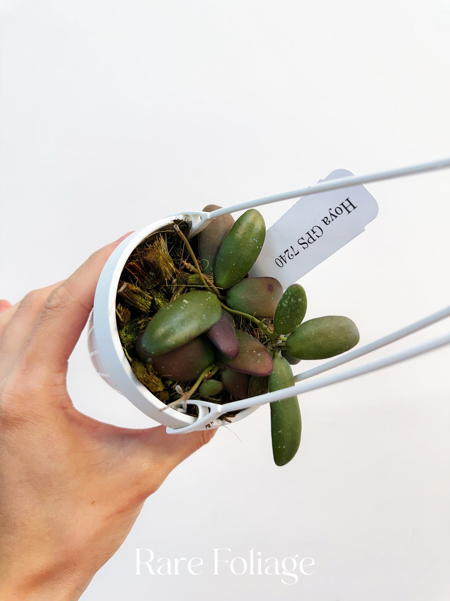Hoya Sp. GPS-7240 3"