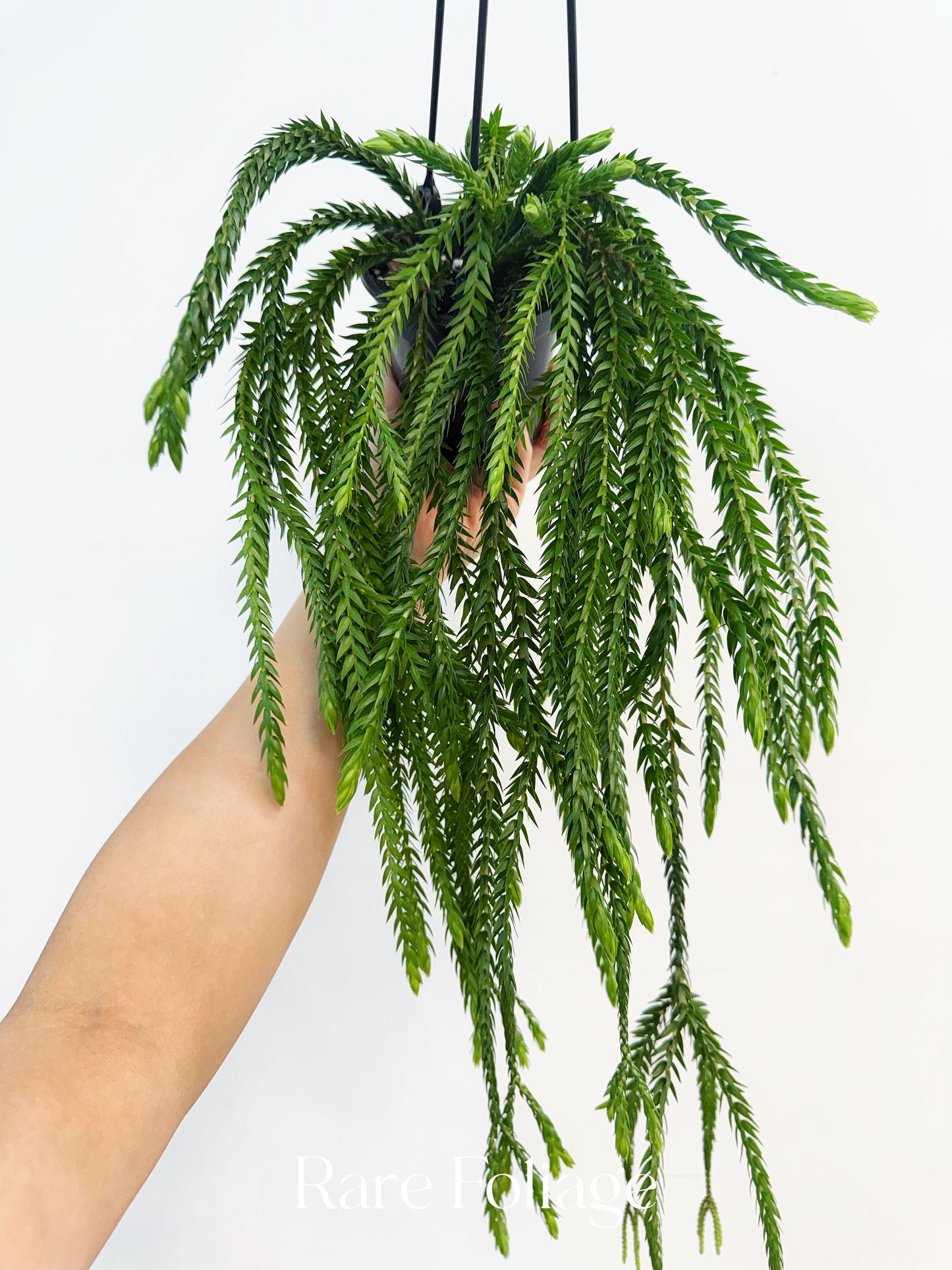 Huperzia Carinata 4”