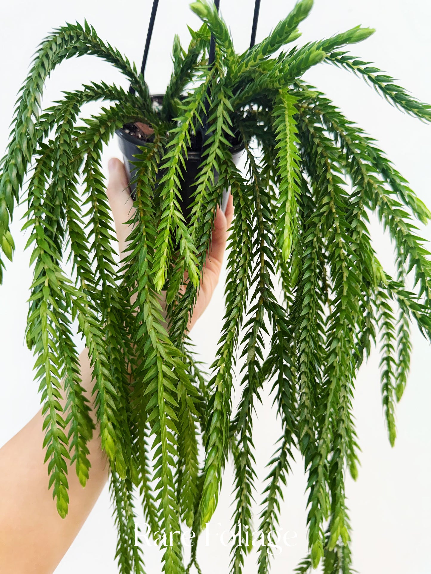 Huperzia Carinata 4”