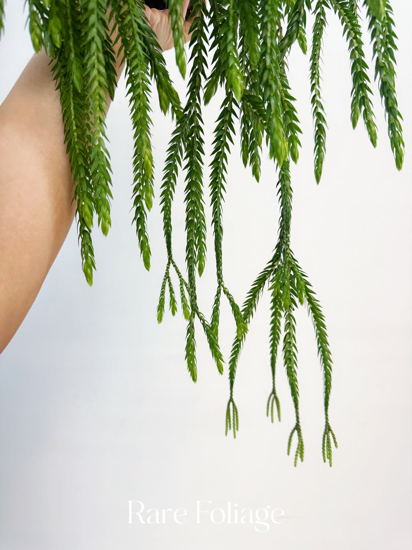 Huperzia Carinata 4”