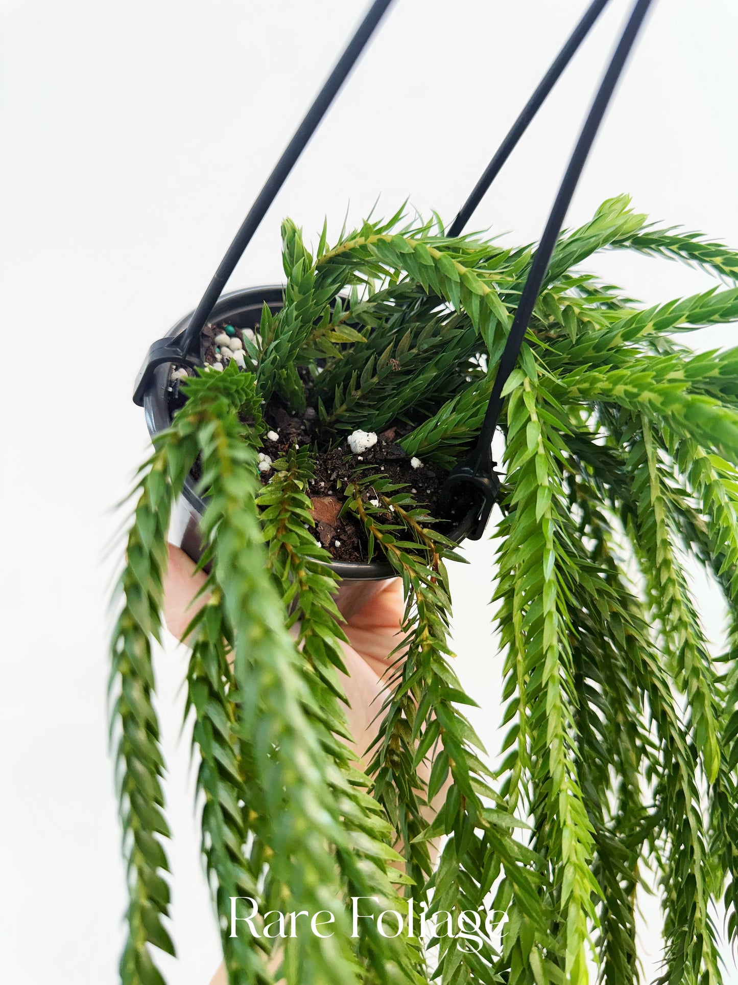 Huperzia Carinata 4”