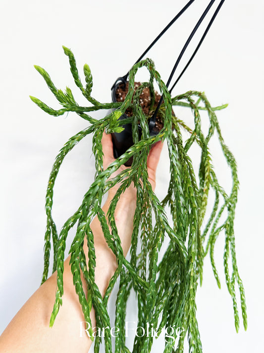 Huperzia Carinata Soi Dragon 4”