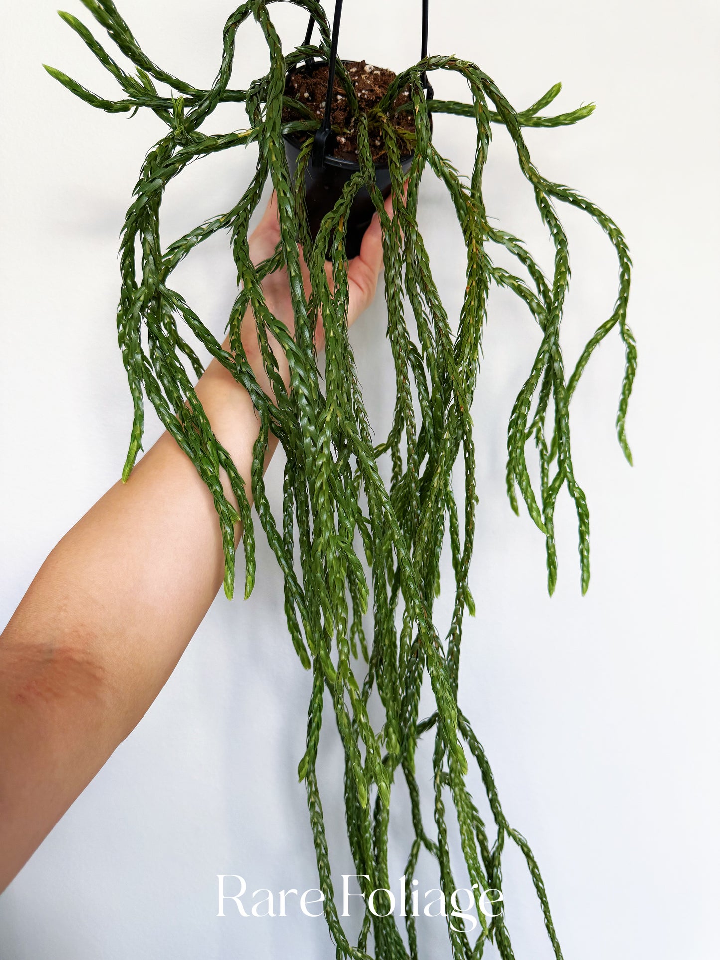 Huperzia Carinata Soi Dragon 4”