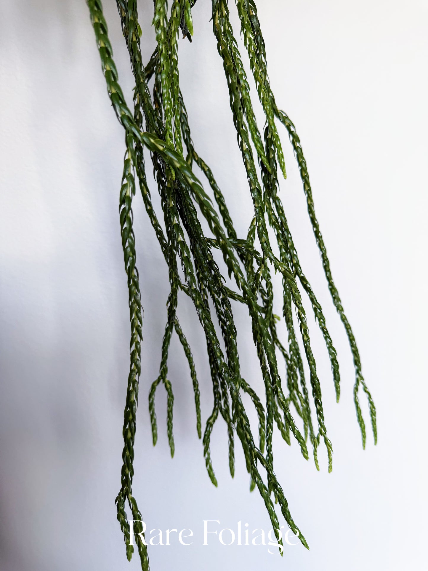 Huperzia Carinata Soi Dragon 4”