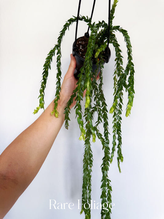 Huperzia Hang Hong 4”