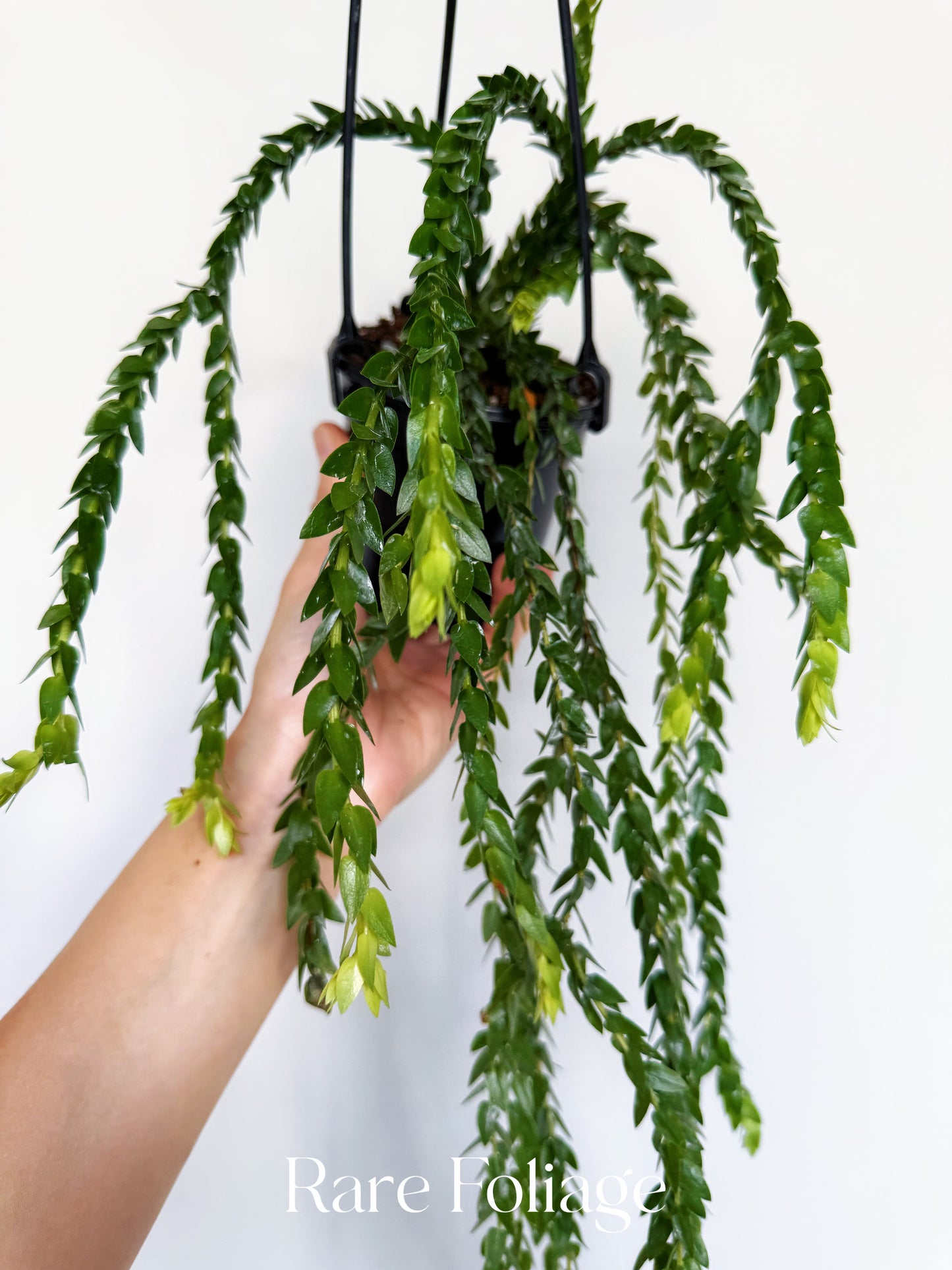 Huperzia Hang Hong 4”