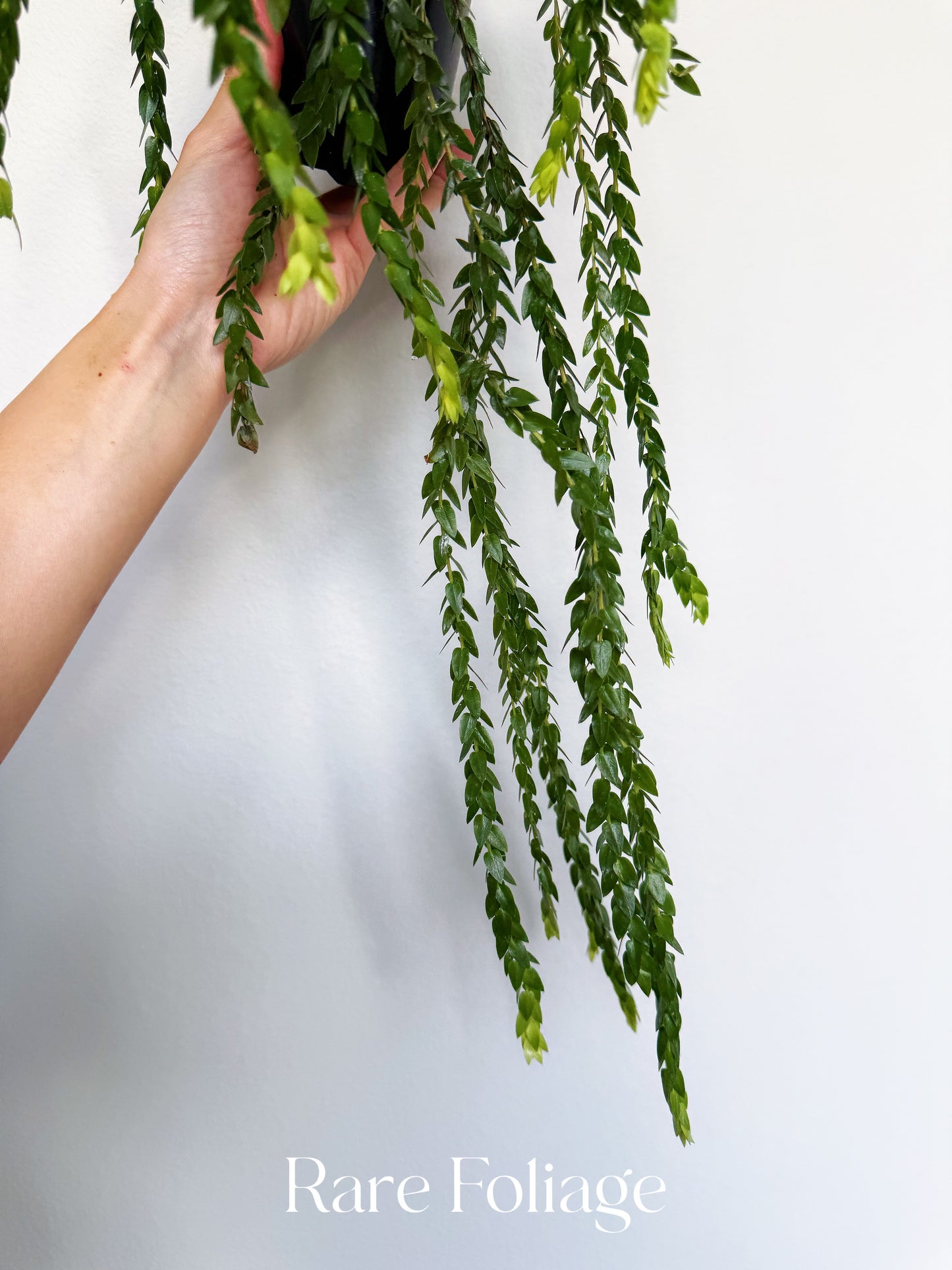 Huperzia Hang Hong 4”