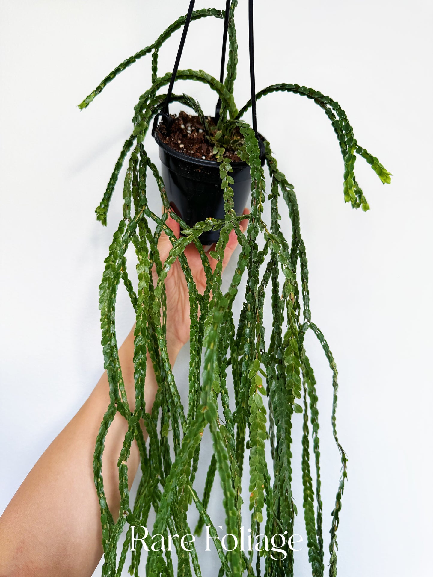 Huperzia Nummulariifolia 4”