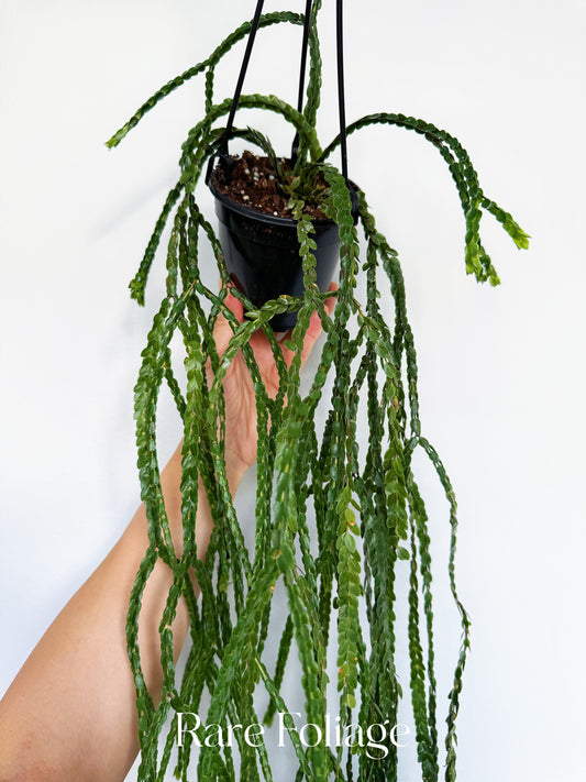 Huperzia Nummulariifolia 4”