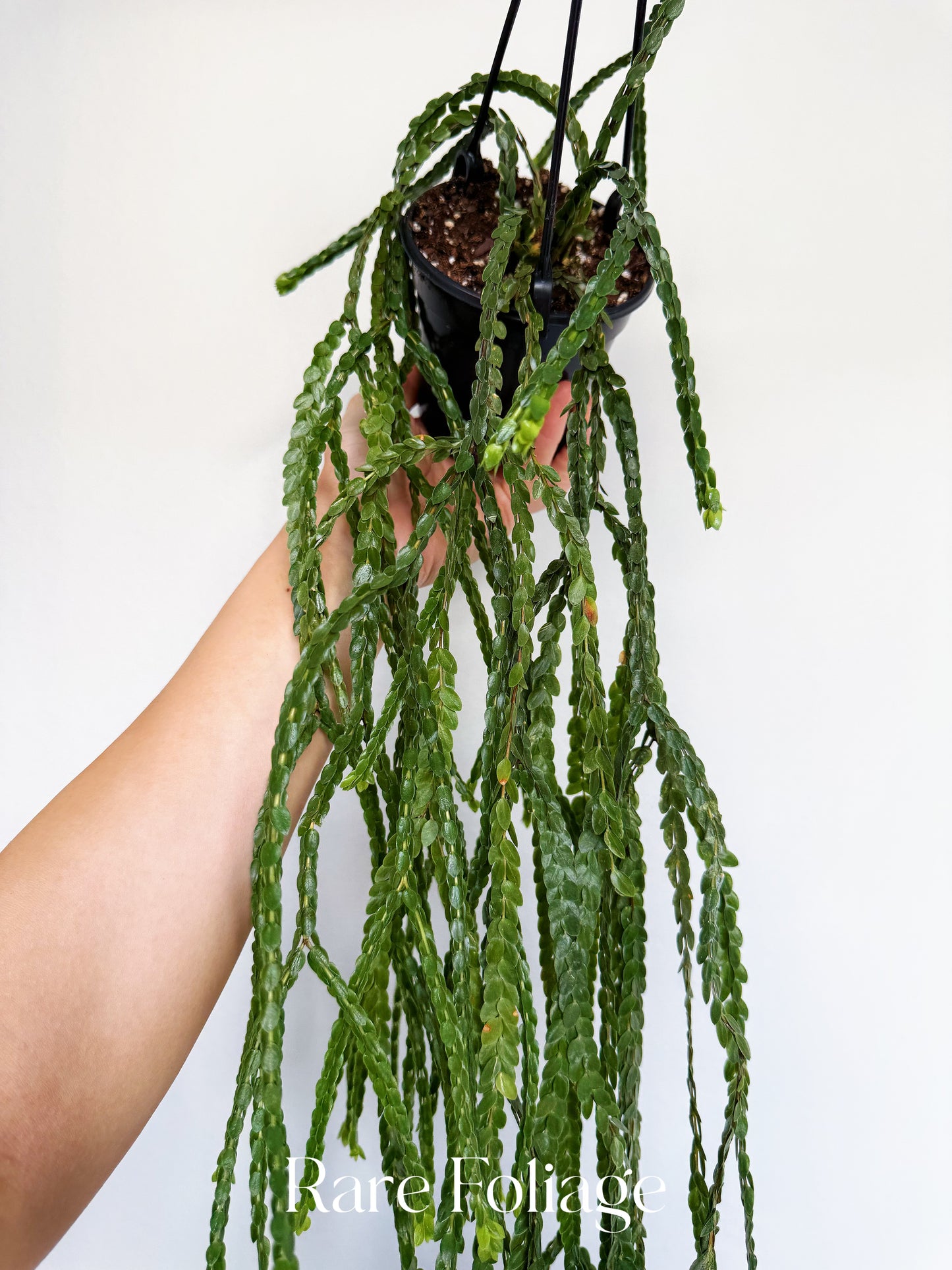 Huperzia Nummulariifolia 4”