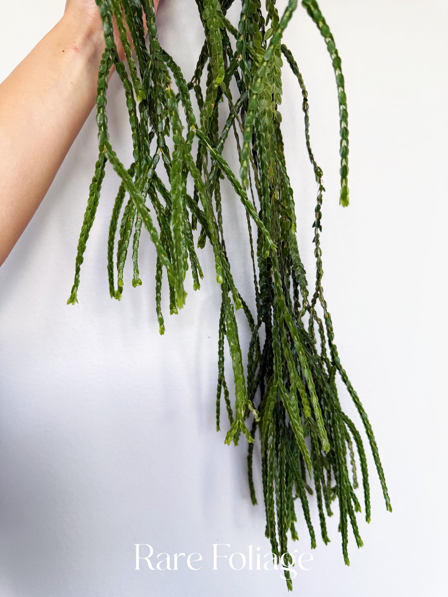 Huperzia Nummulariifolia 4”