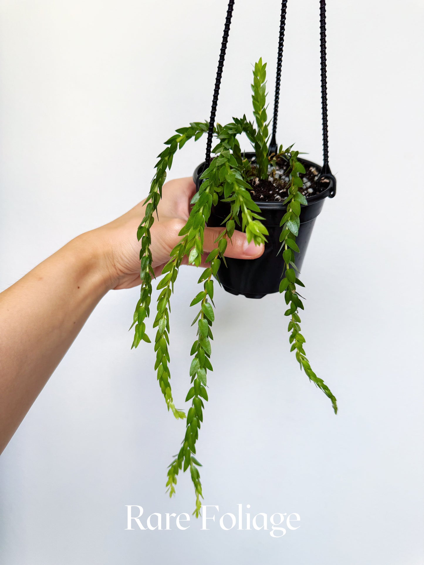 Huperzia Nummulariifolia 'Swan Tail' 4" Hanging Basket