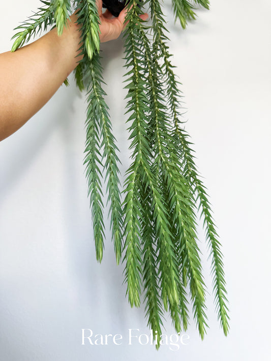 Huperzia Goebelii 4”