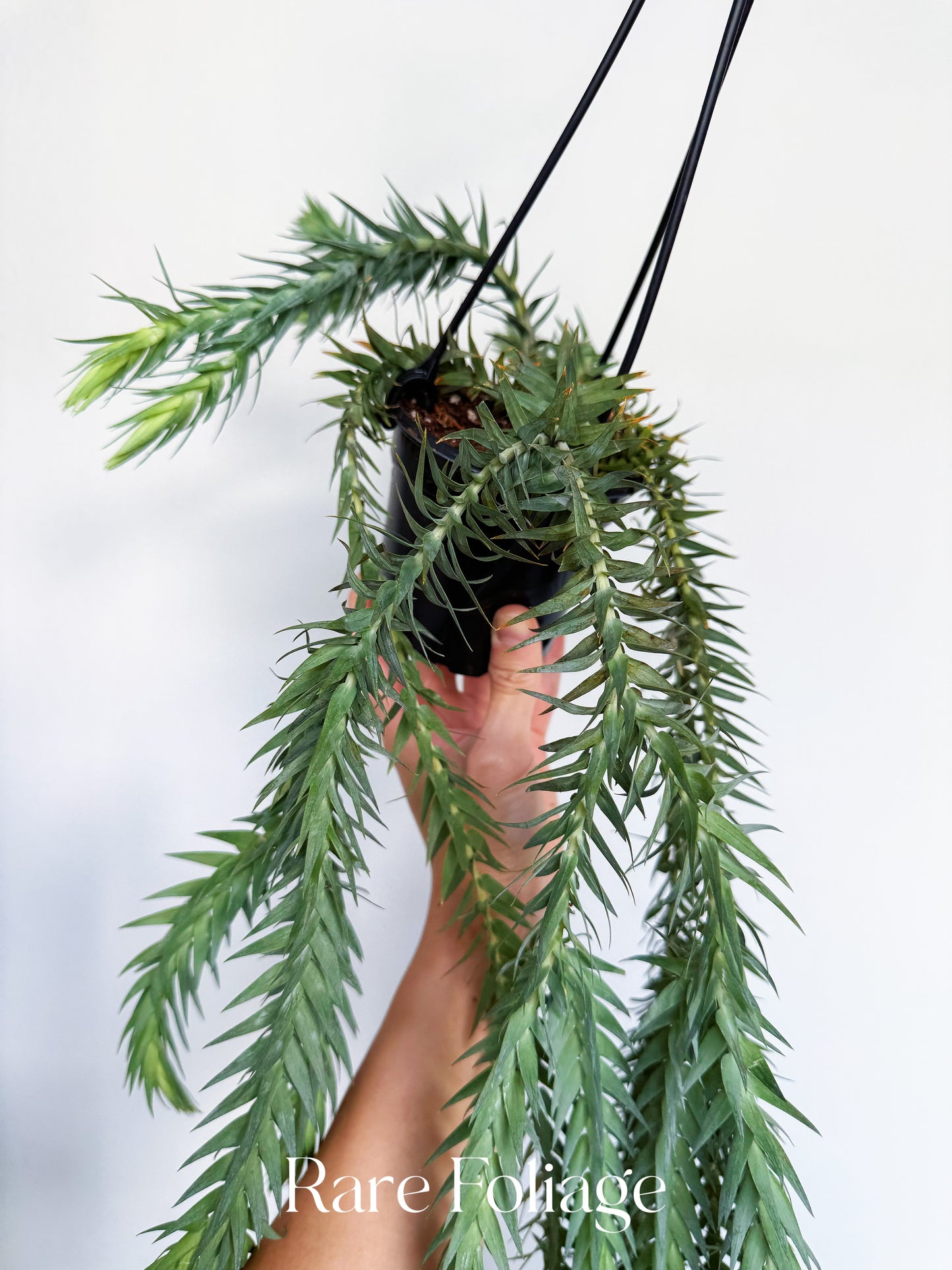 Huperzia Goebelii 4”