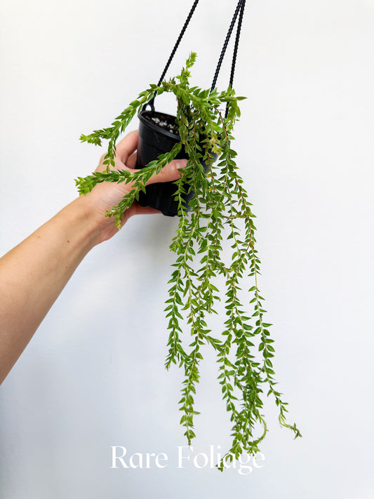 Huperzia Salvinioides 4" Hanging Basket