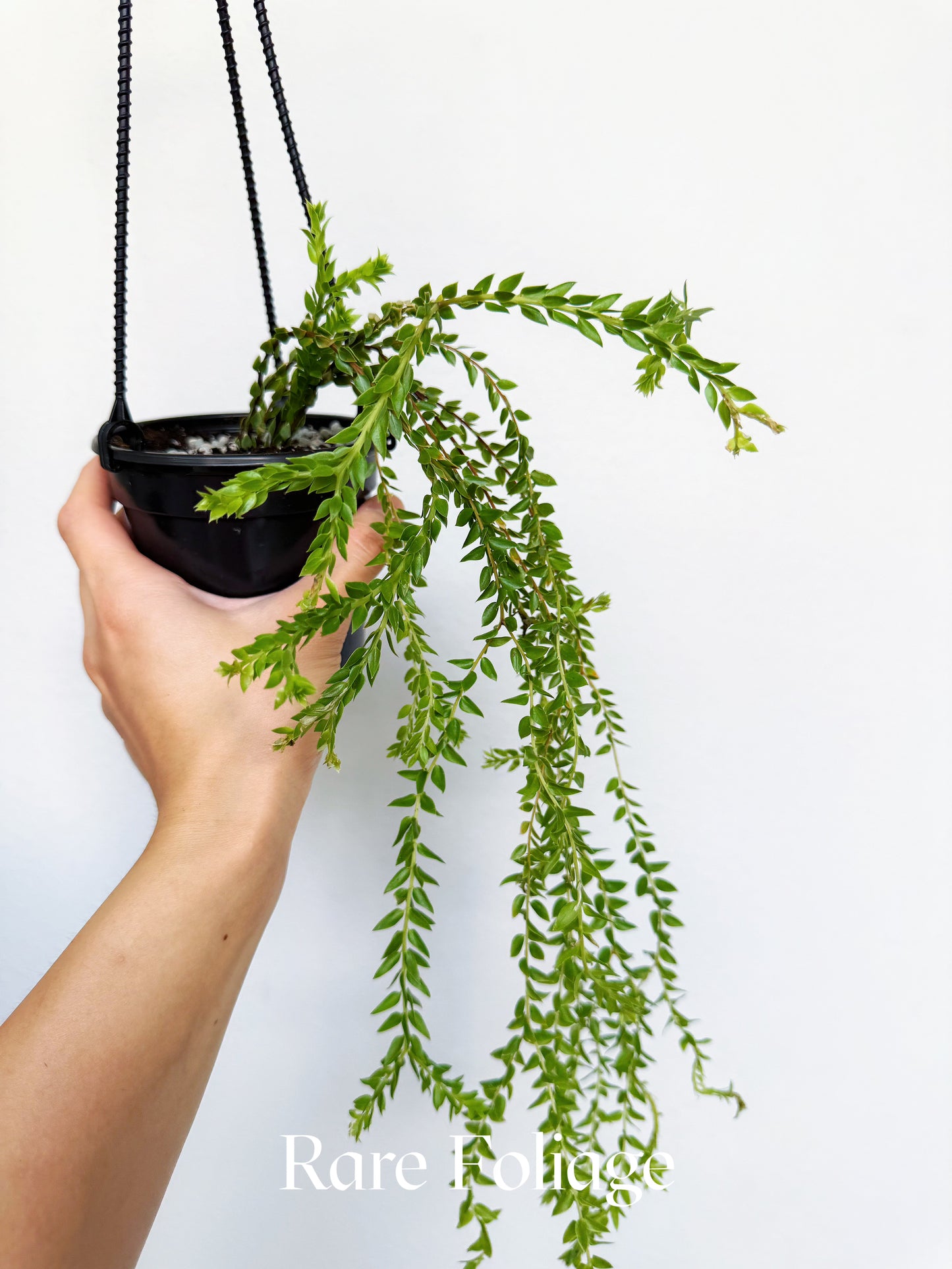 Huperzia Salvinioides 4" Hanging Basket