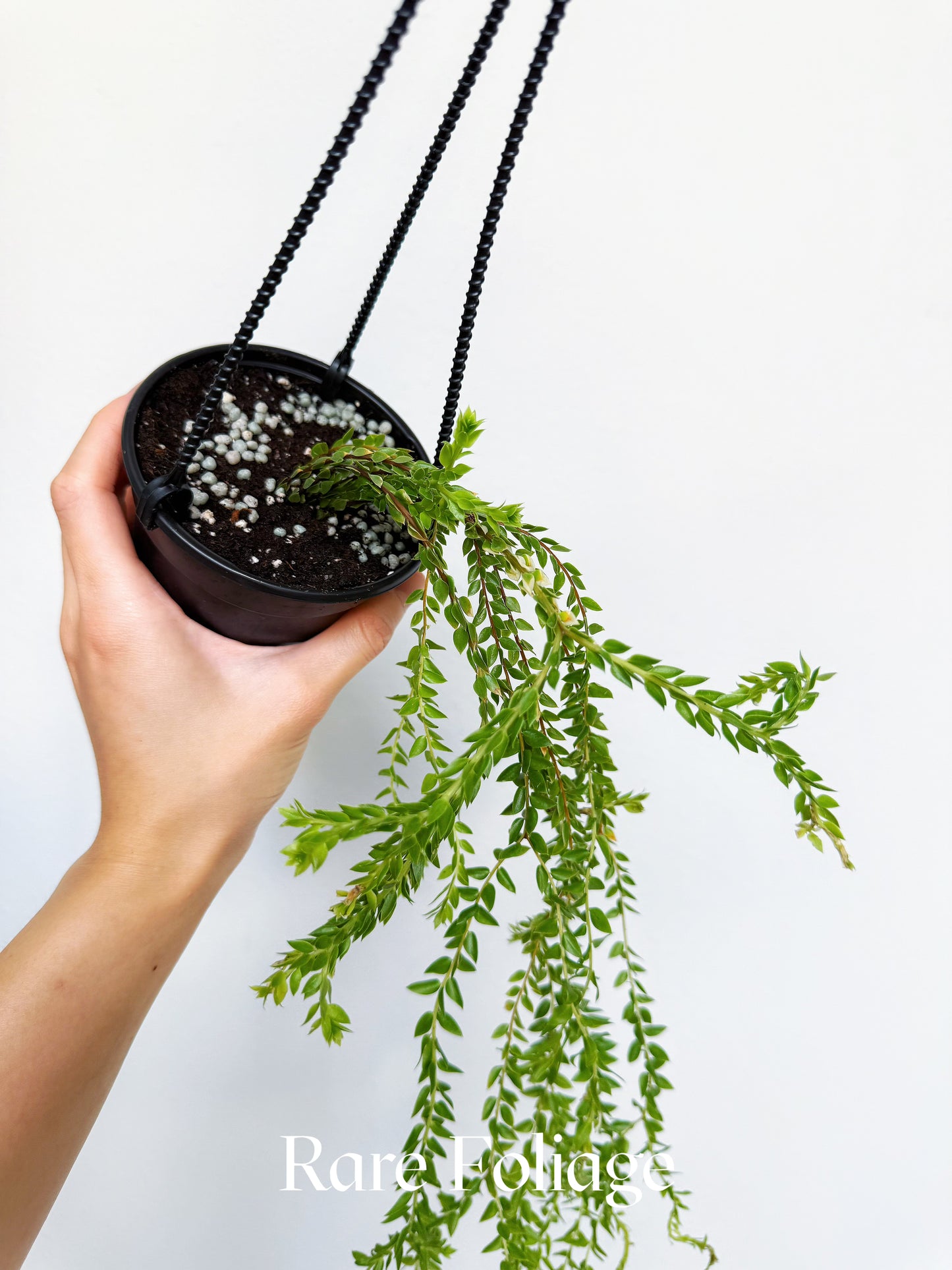 Huperzia Salvinioides 4" Hanging Basket