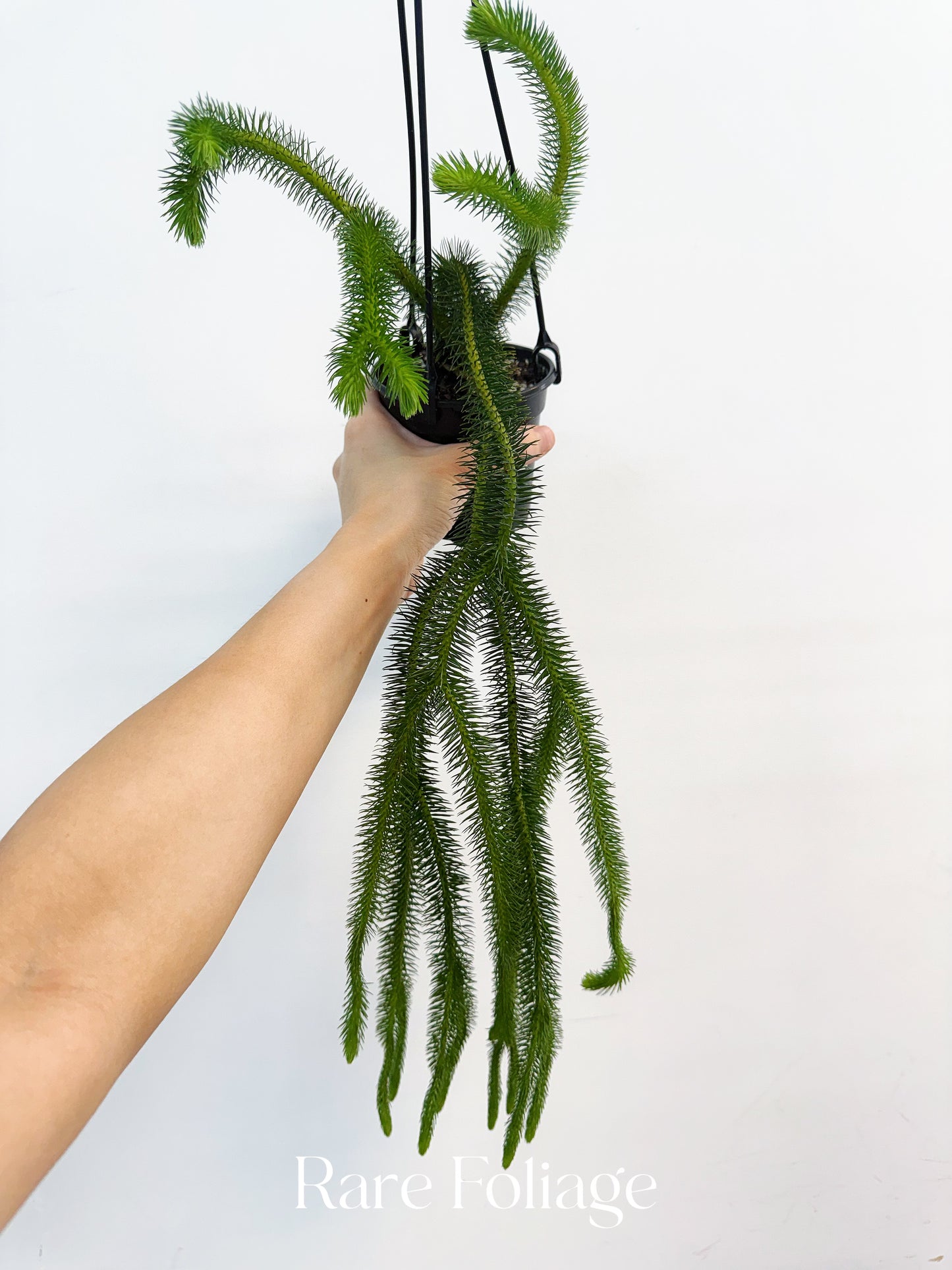 Huperzia Squarrosa 4”