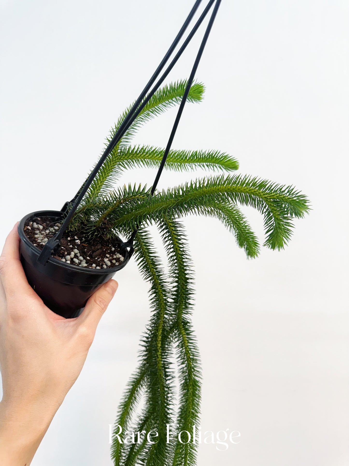 Huperzia Squarrosa 4”