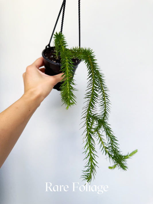 Huperzia Unyamanee 4" Hanging Basket