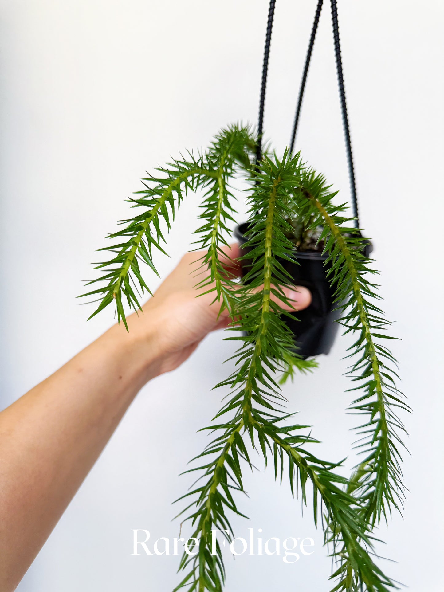 Huperzia Unyamanee 4" Hanging Basket