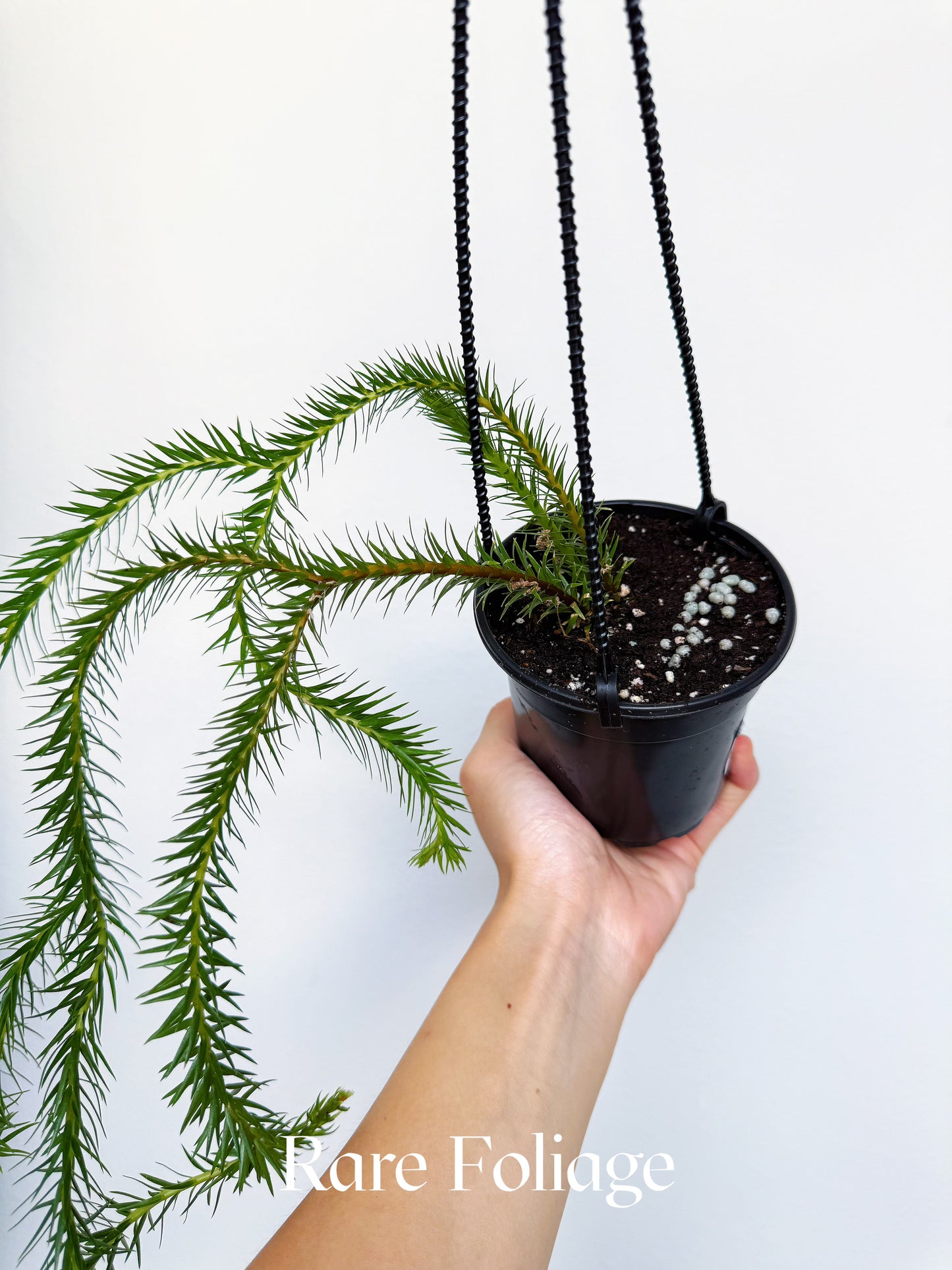 Huperzia Unyamanee 4" Hanging Basket