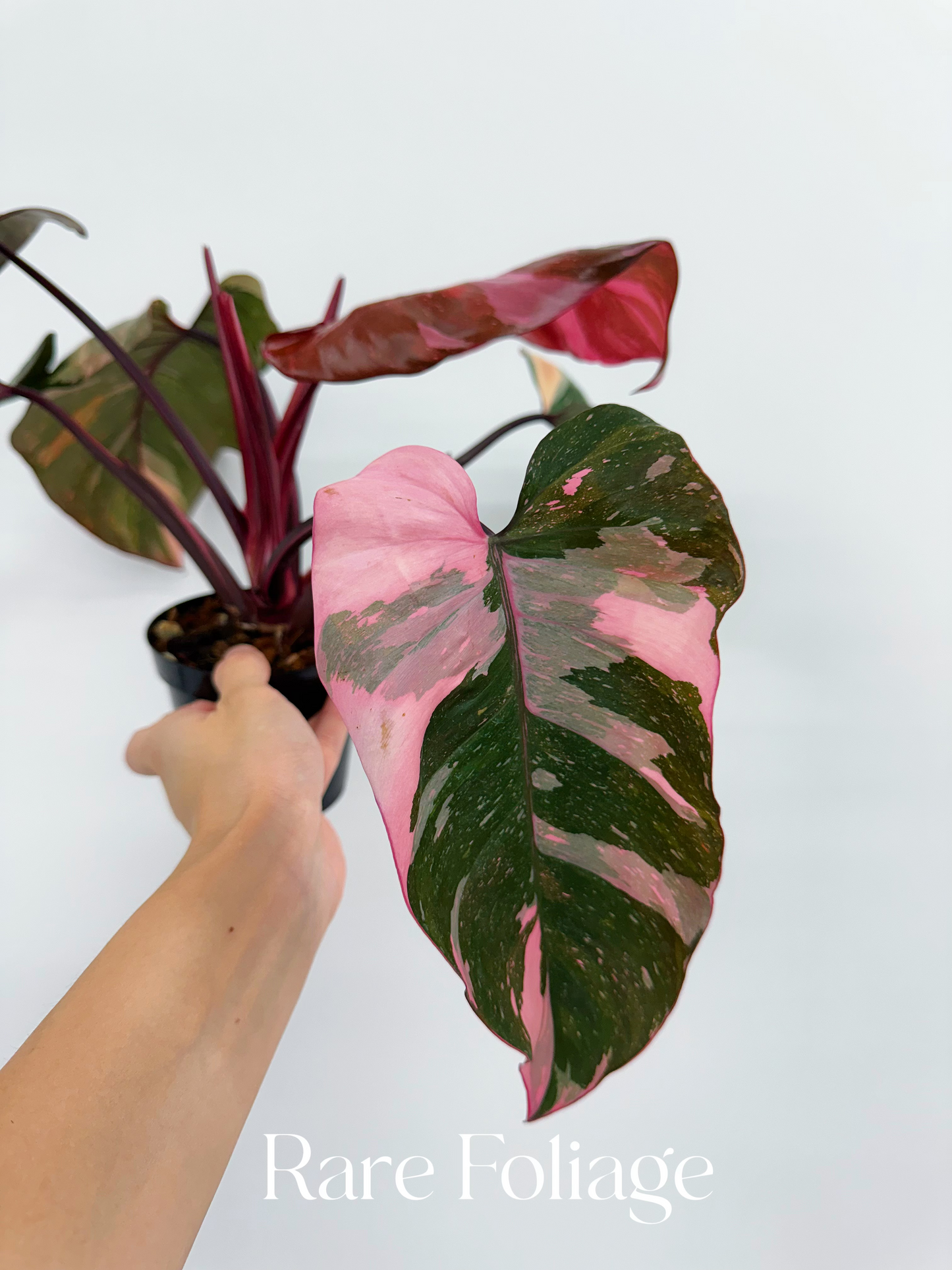 Philodendron Pink Princess Marble King 4”