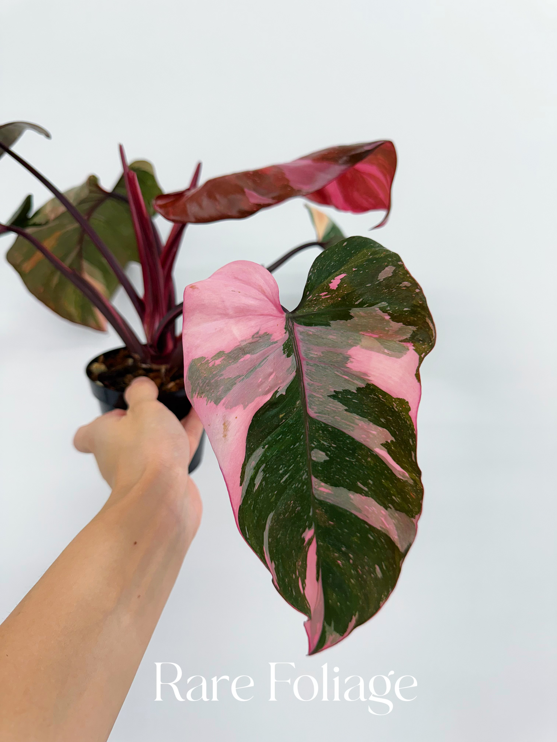 Philodendron Pink Princess Marble King 6” – Rare Foliage Plant Co