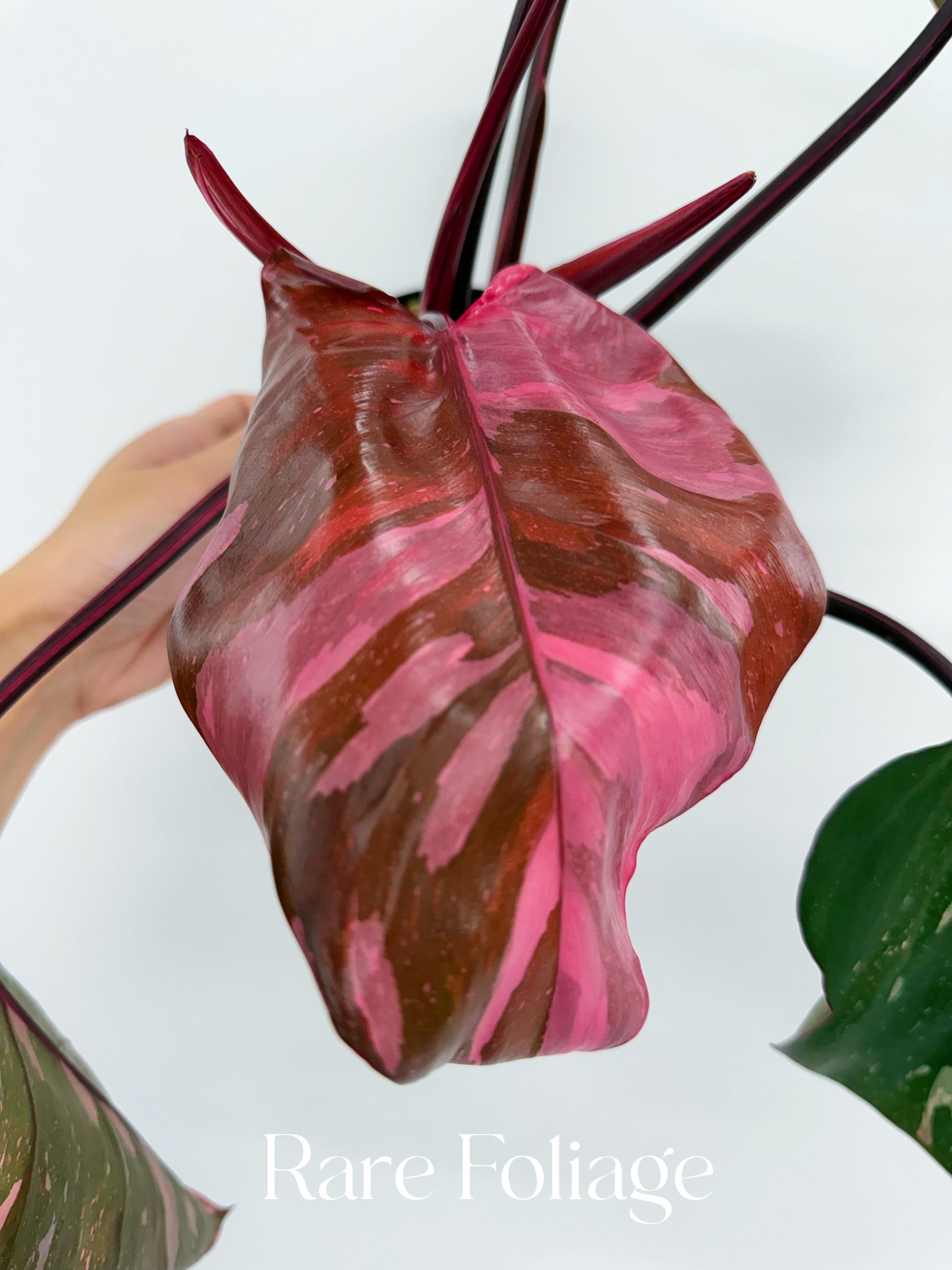 philodendron pink princess marble king Philodendron Pink Princess Marble King 6”