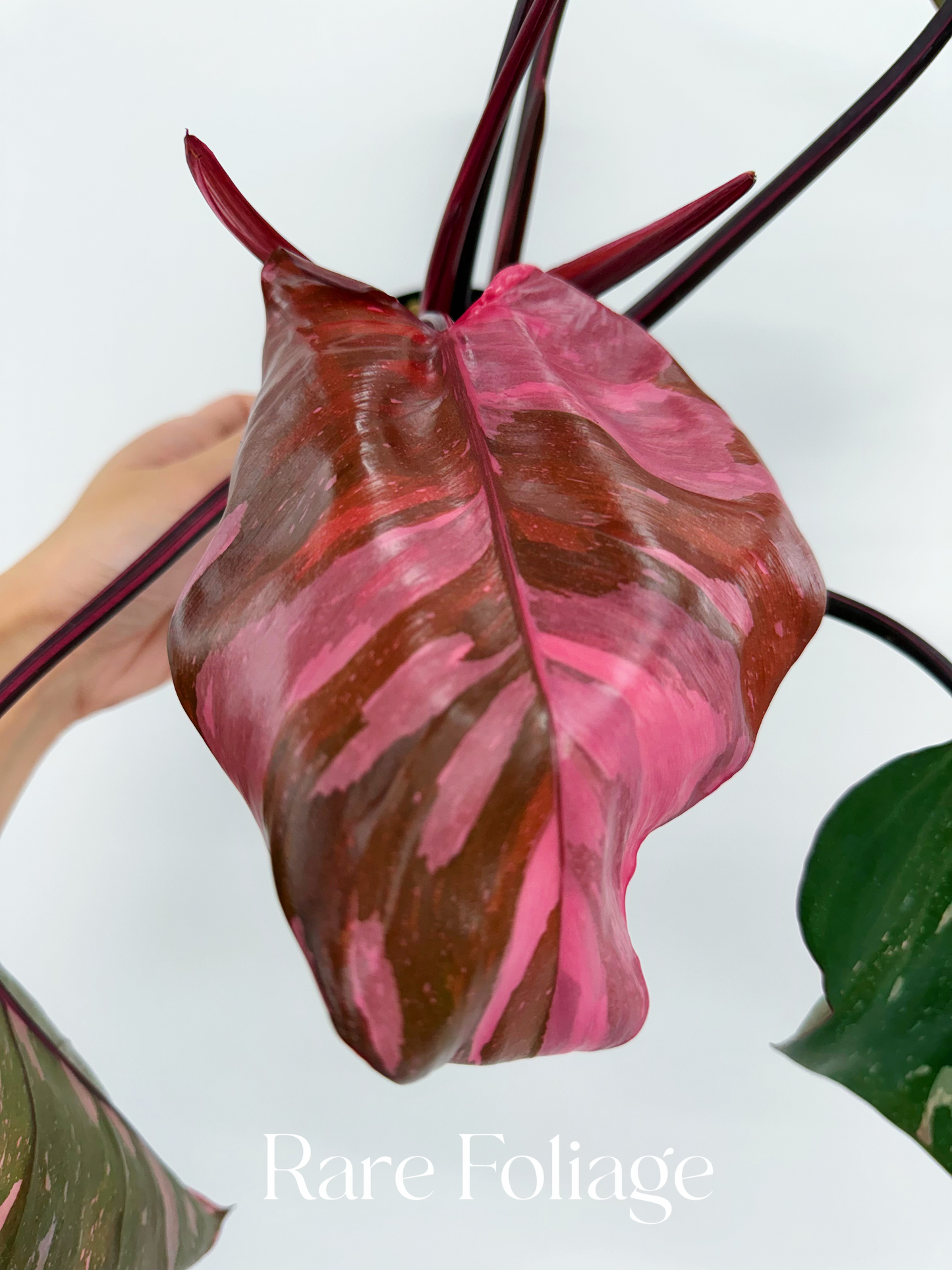 Philodendron Pink Princess Marble King 4”