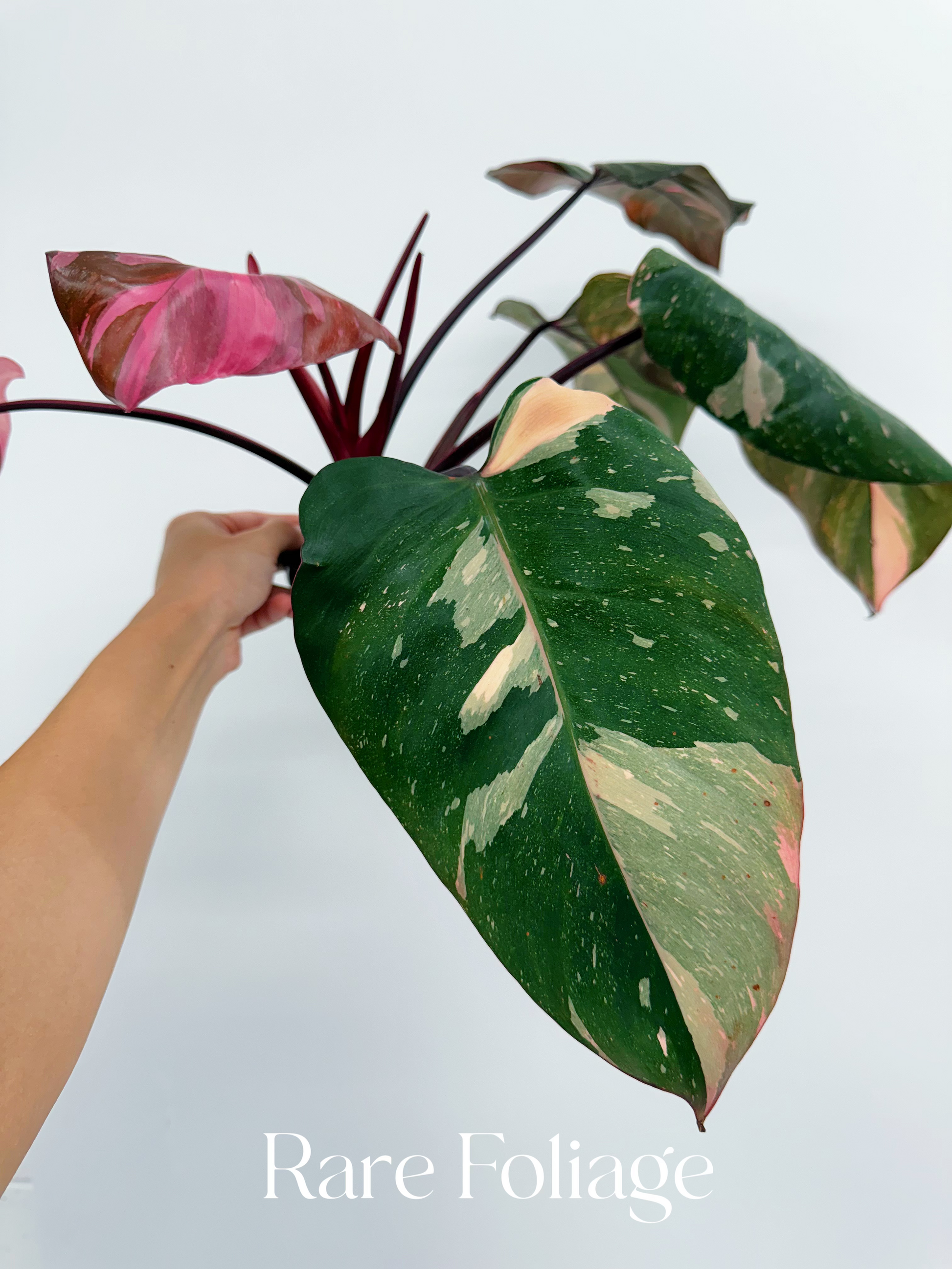 philodendron pink marble Philodendron Pink Princess Marble King 6”