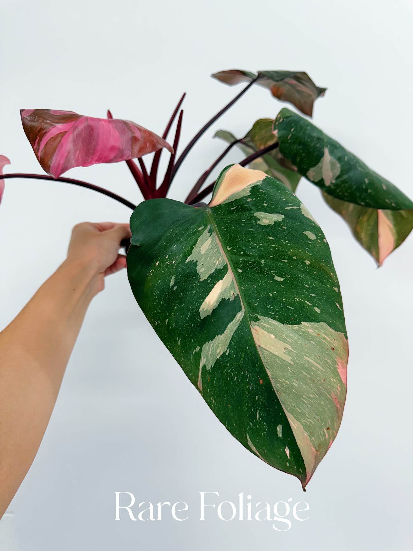 Philodendron Pink Princess Marble King 4”