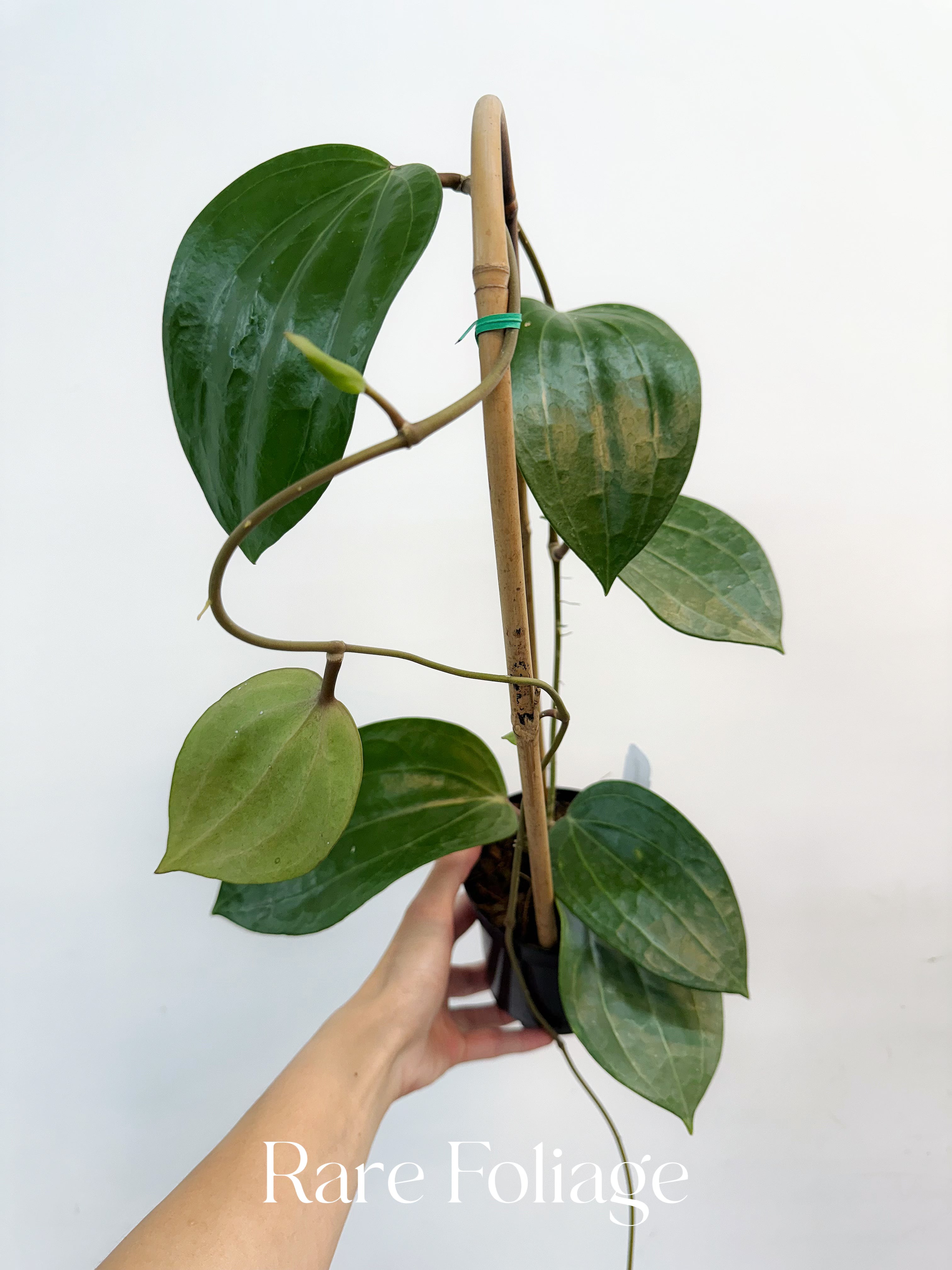 Hoya Latifolia Dinner Plate Trellis - Thumbnail 3