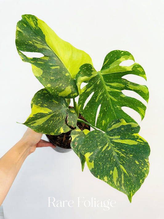 Monstera Electrolyte 6” Exact Plant