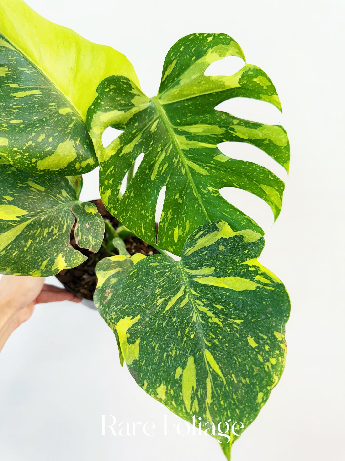 Monstera Electrolyte 6” Exact Plant – Rare Foliage Plant Co