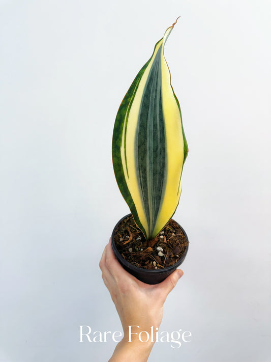 Sansevieria ‘Whale Fin’ Albo Variegated 6”