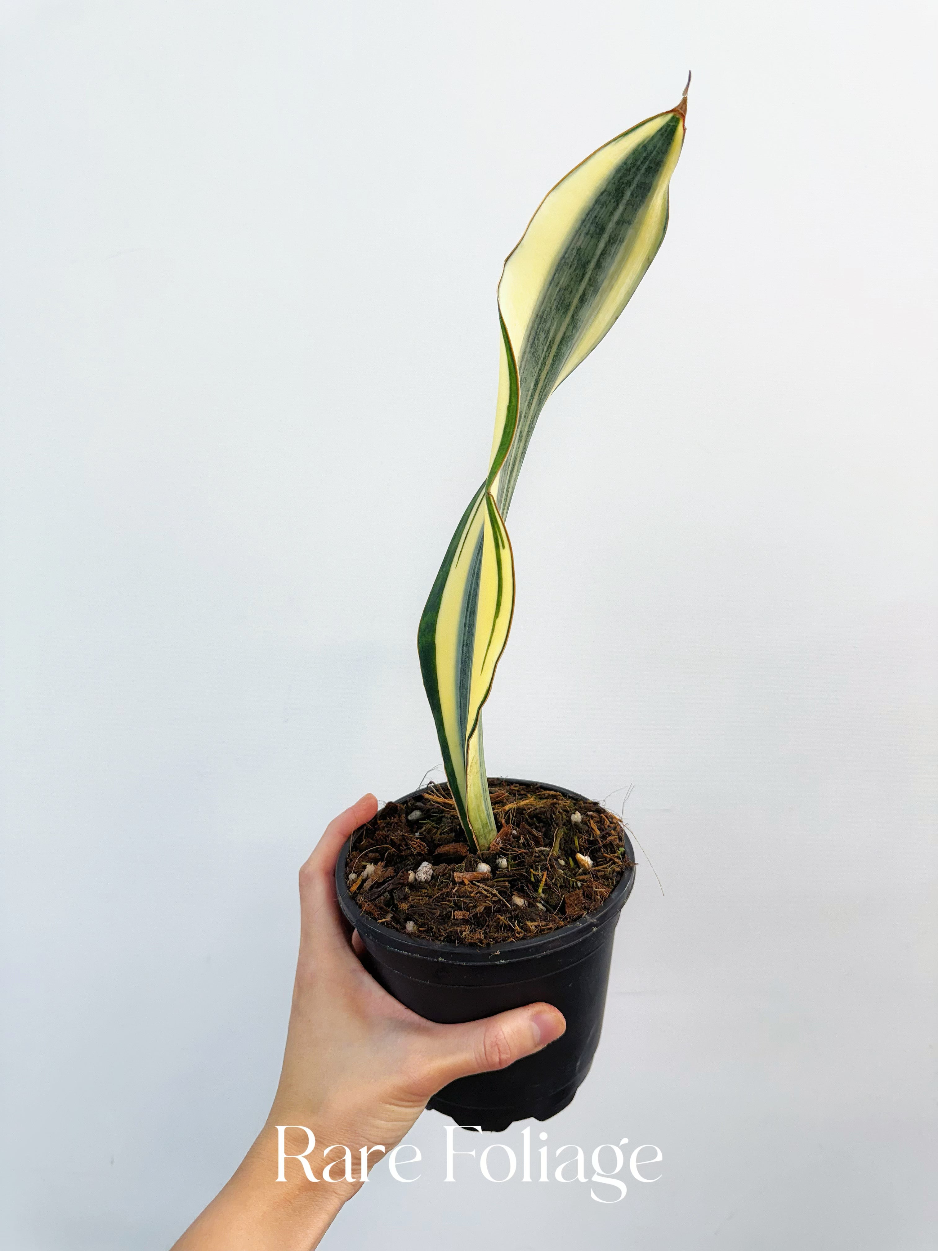 Sansevieria ‘Whale Fin’ Aurea Variegated - Thumbnail 3