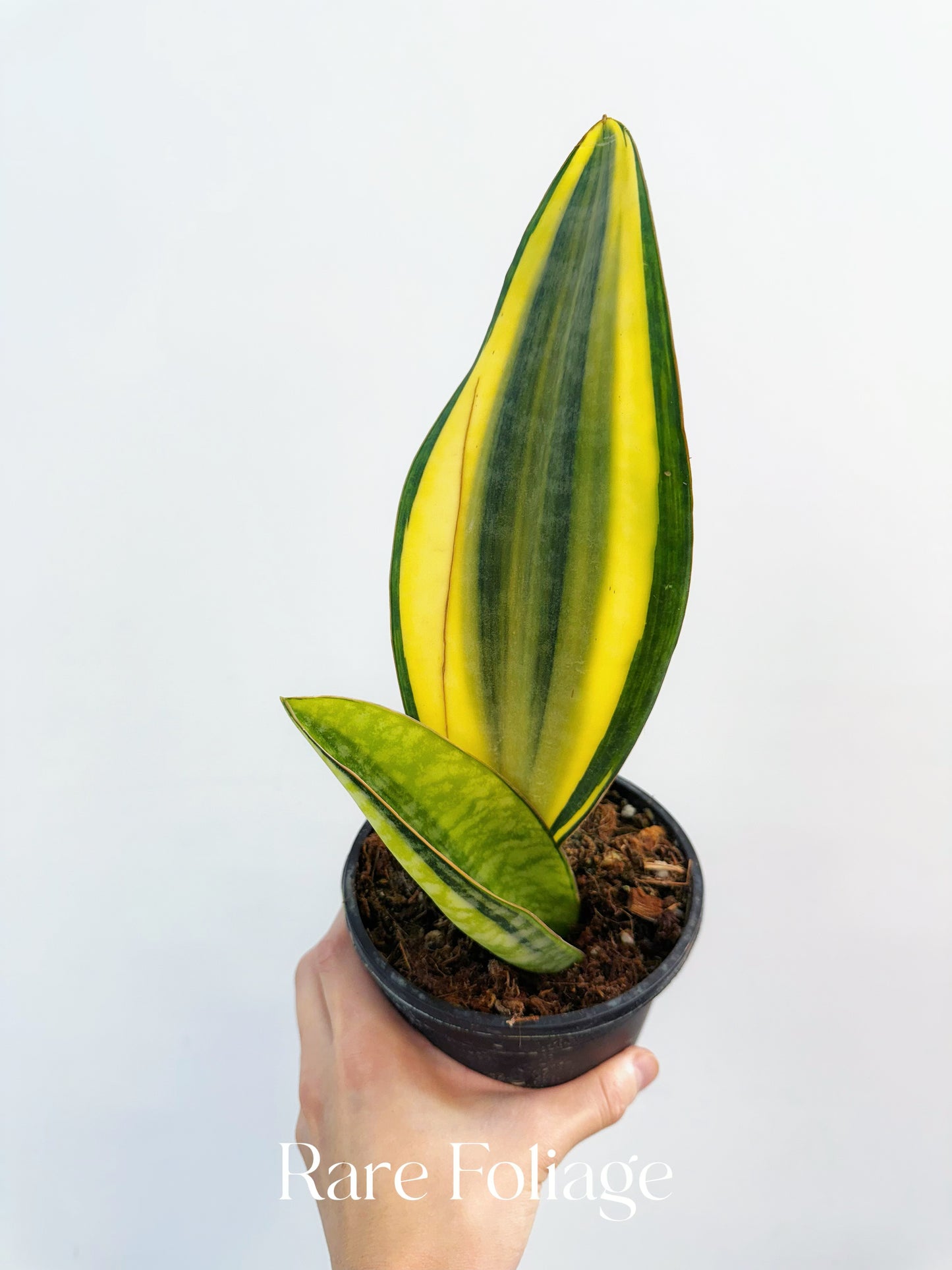 sansevieria whale fin variegated Sansevieria 'Whale Fin' Aurea Variegated 4” – Rare Foliage Plant Co