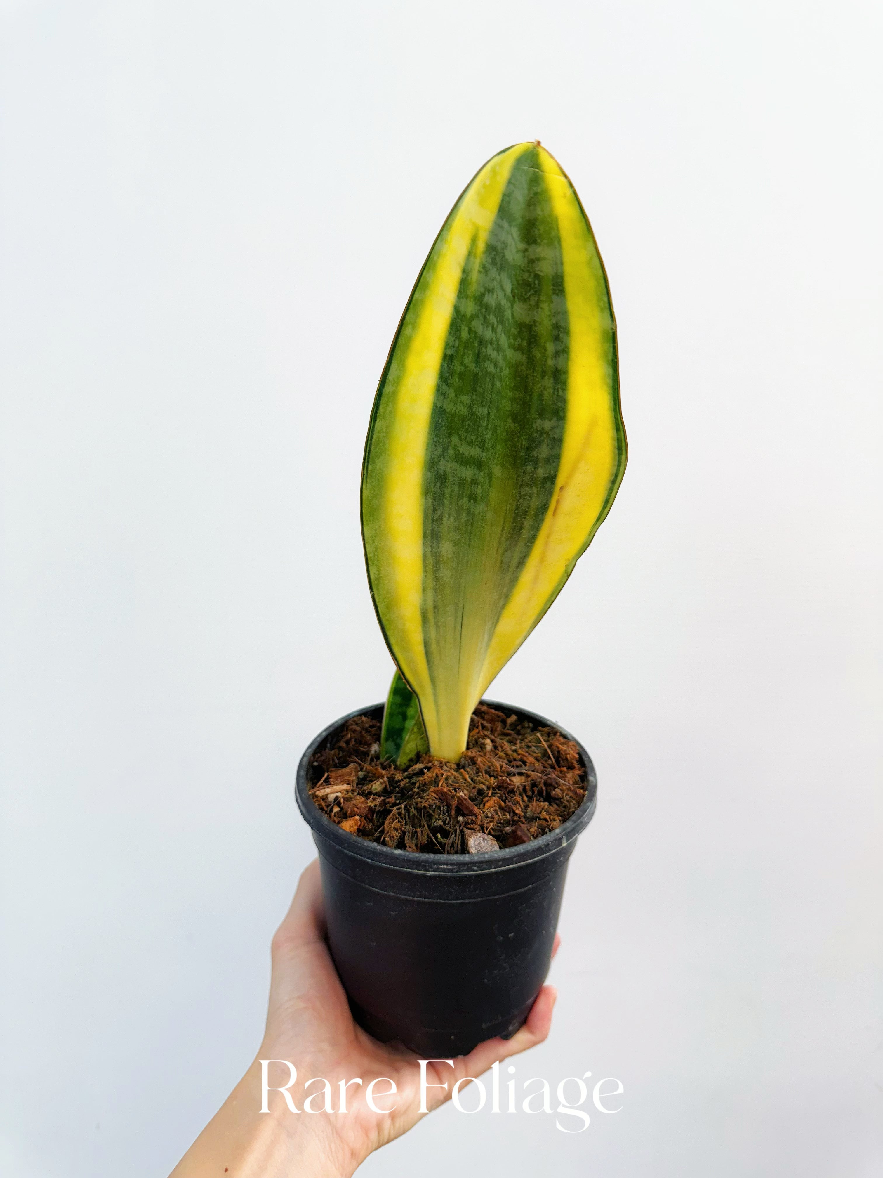 Sansevieria ‘Whale Fin’ Aurea Variegated - Thumbnail 5