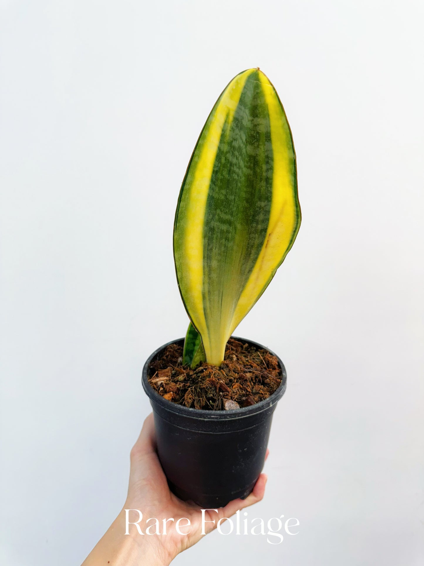 Sansevieria ‘Whale Fin’ Aurea Variegated 4”