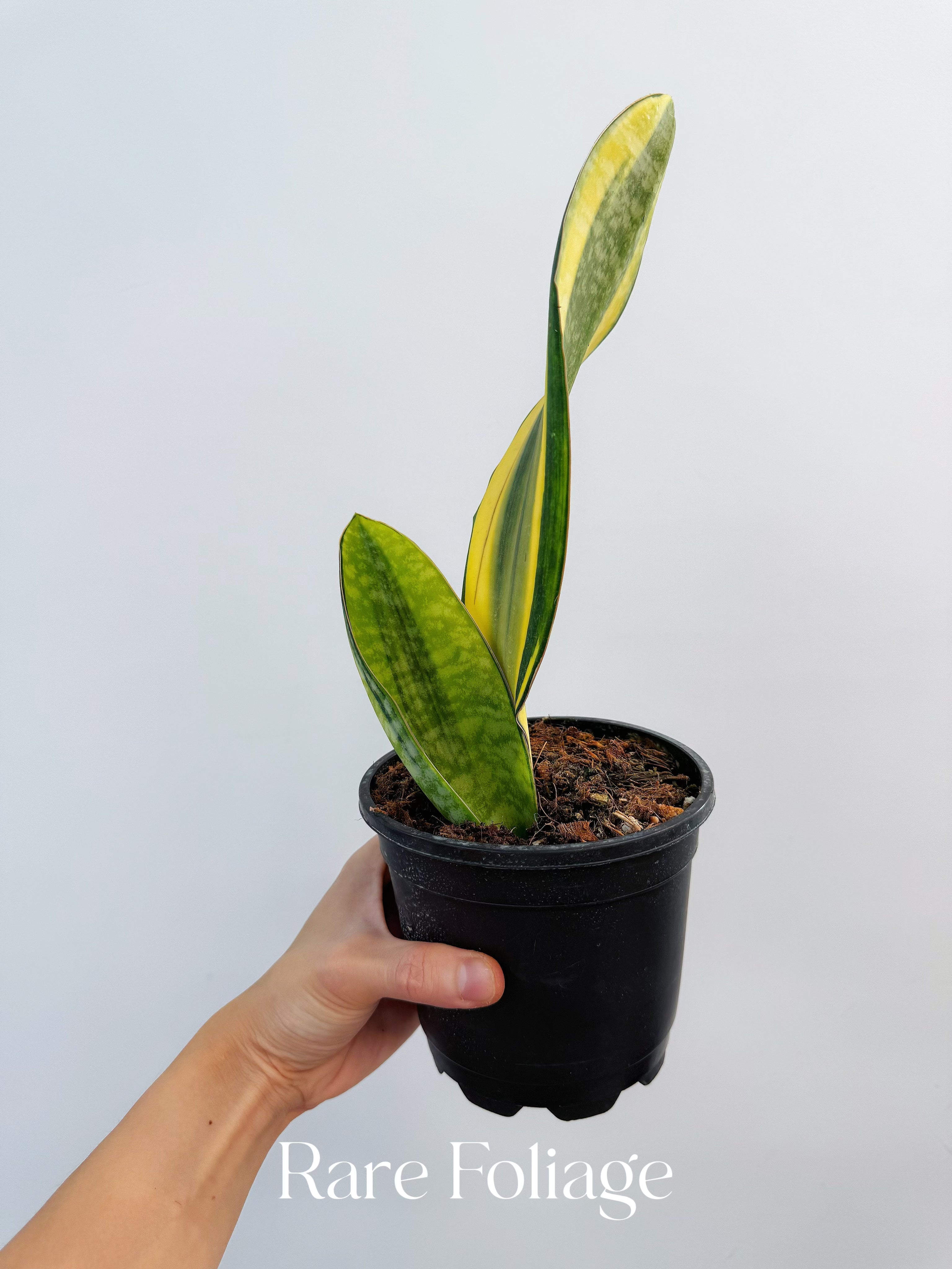Sansevieria ‘Whale Fin’ Aurea Variegated - Thumbnail 4