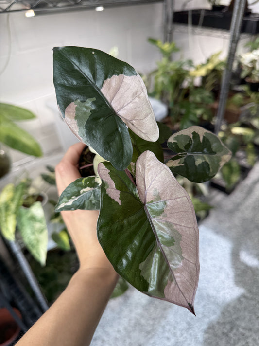 Alocasia Yucatán Princess 3”