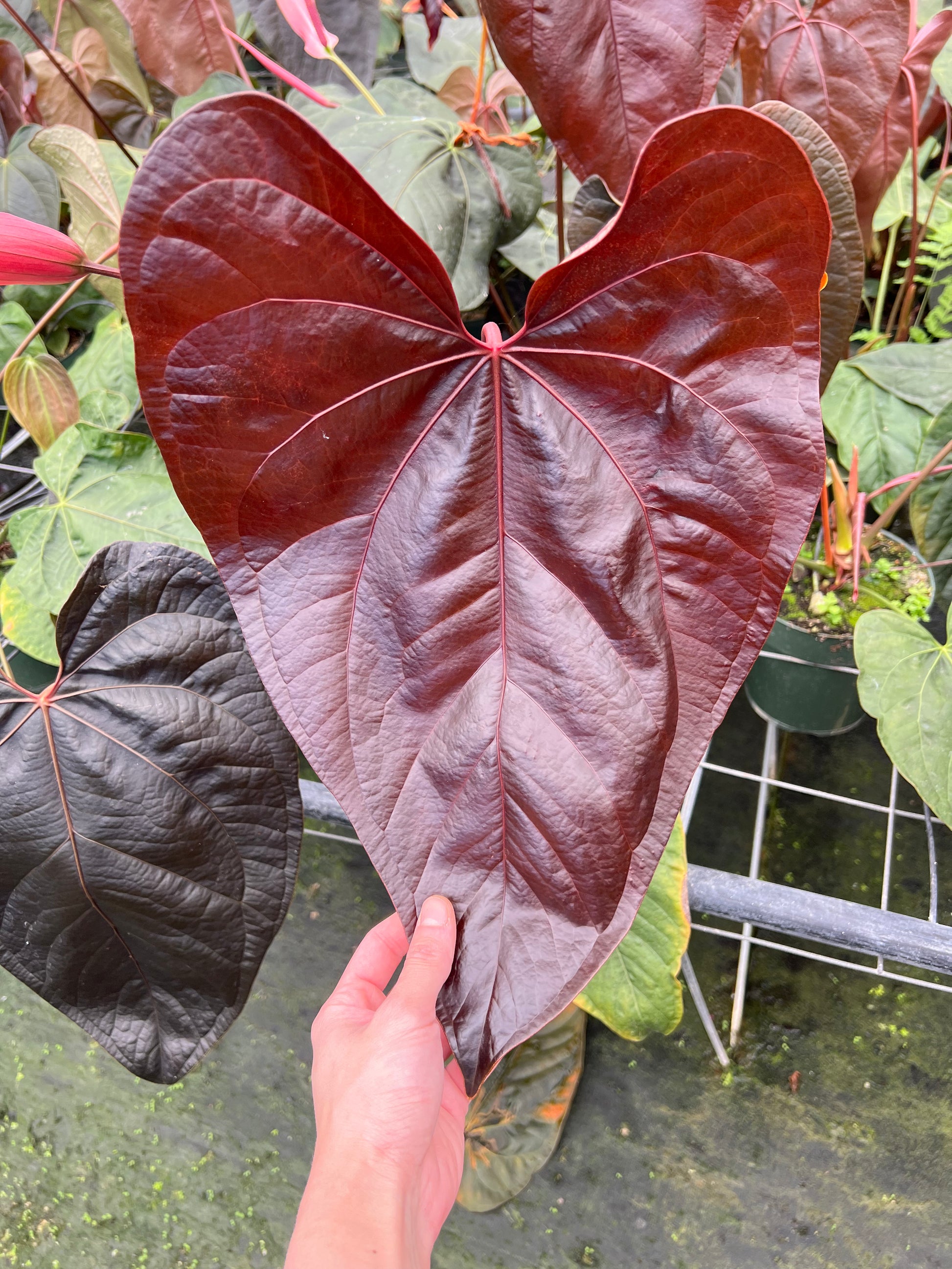 anthurium queen of hearts parents Anthurium Queen of Hearts 6"