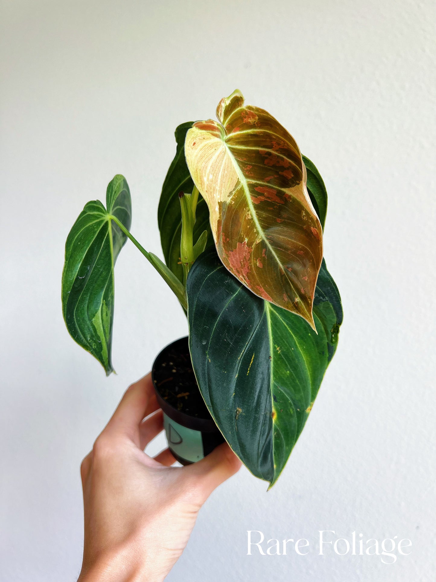 Philodendron Melanochrysum Variegated 3"