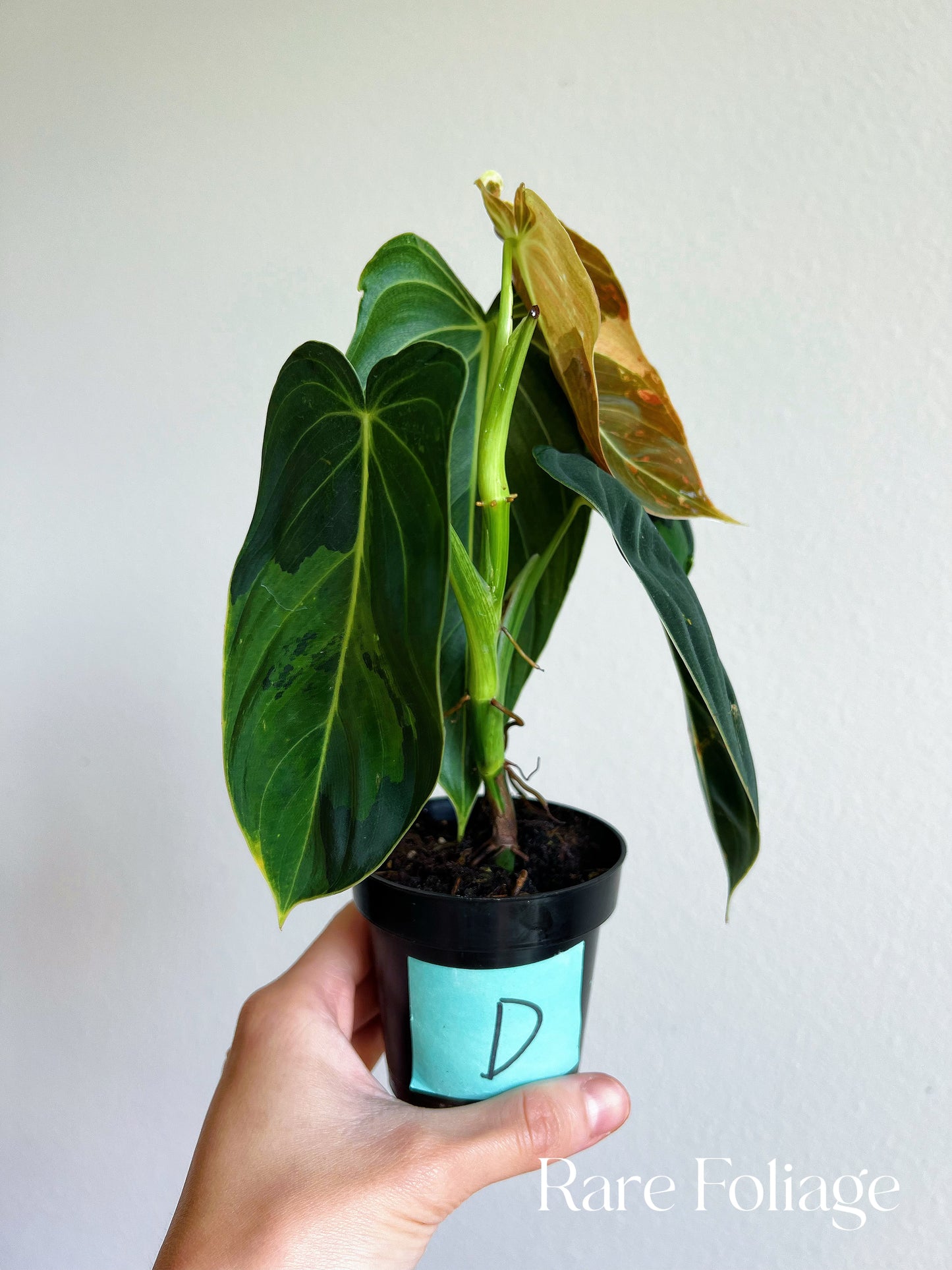 Philodendron Melanochrysum Variegated 3"