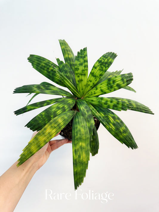 Licuala Mattanensis ‘Mapu’ 6” - US SELLER