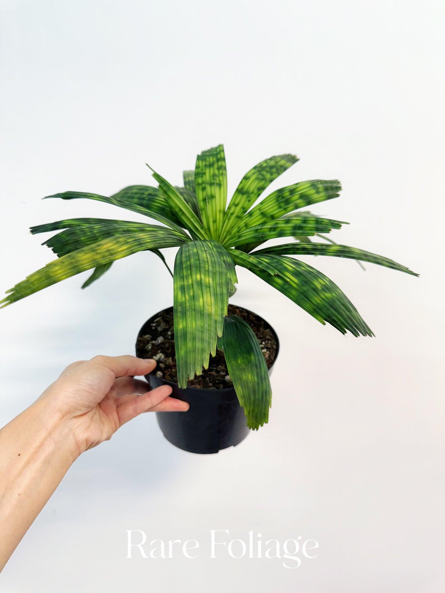 Licuala Mattanensis ‘Mapu’ 6” - US SELLER