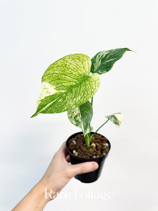 Monstera Mint Large Form (White Monster) 3”
